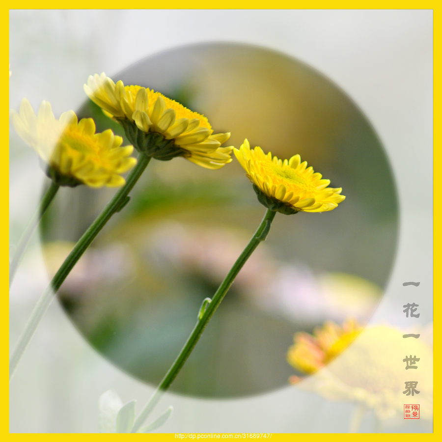 《一花一世界》