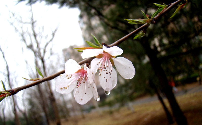 【春雨桃花】