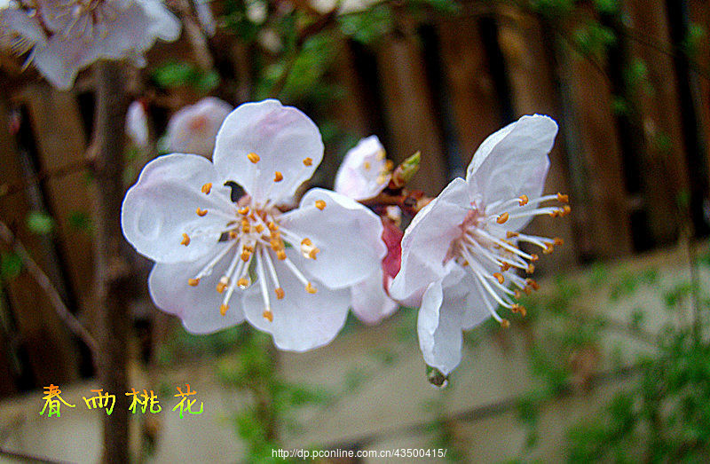 【春雨桃花】