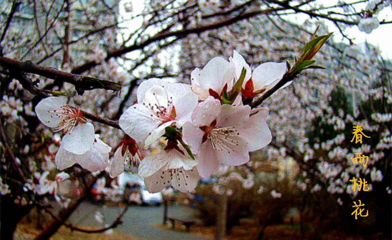 【春雨桃花】