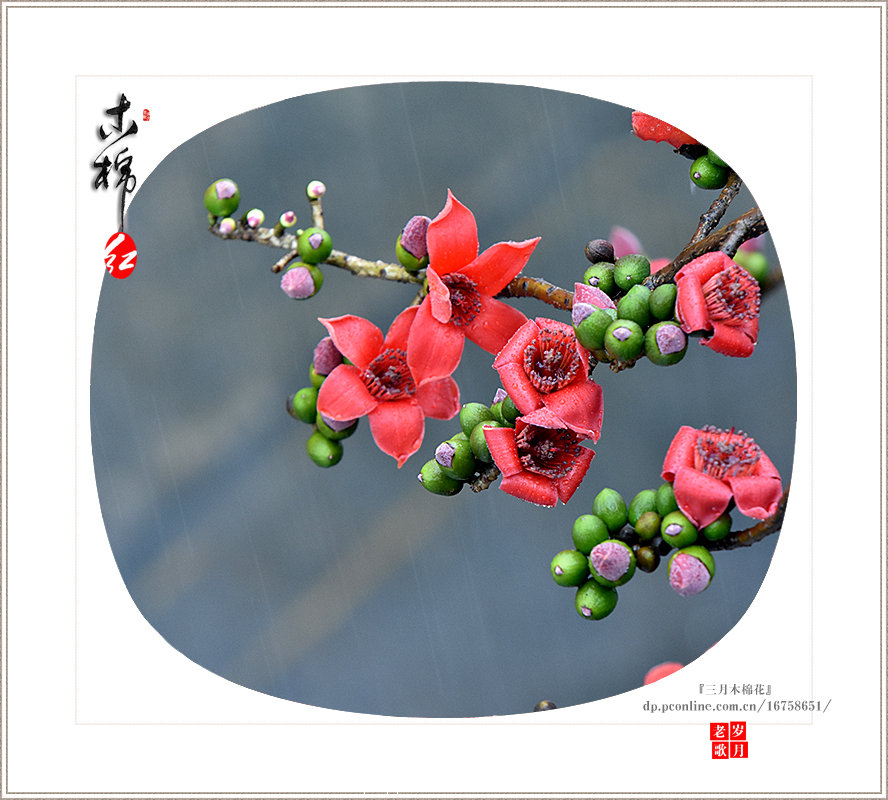 三月木棉红