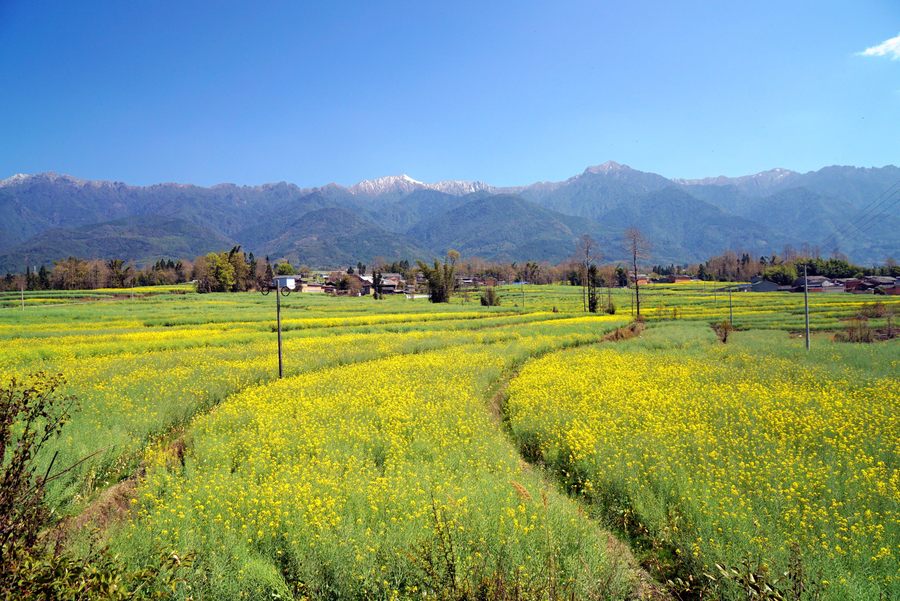 腾冲界头乡油菜花和高黎贡山