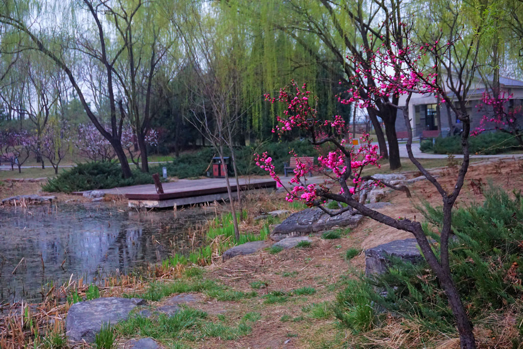 初春的北京海淀公园