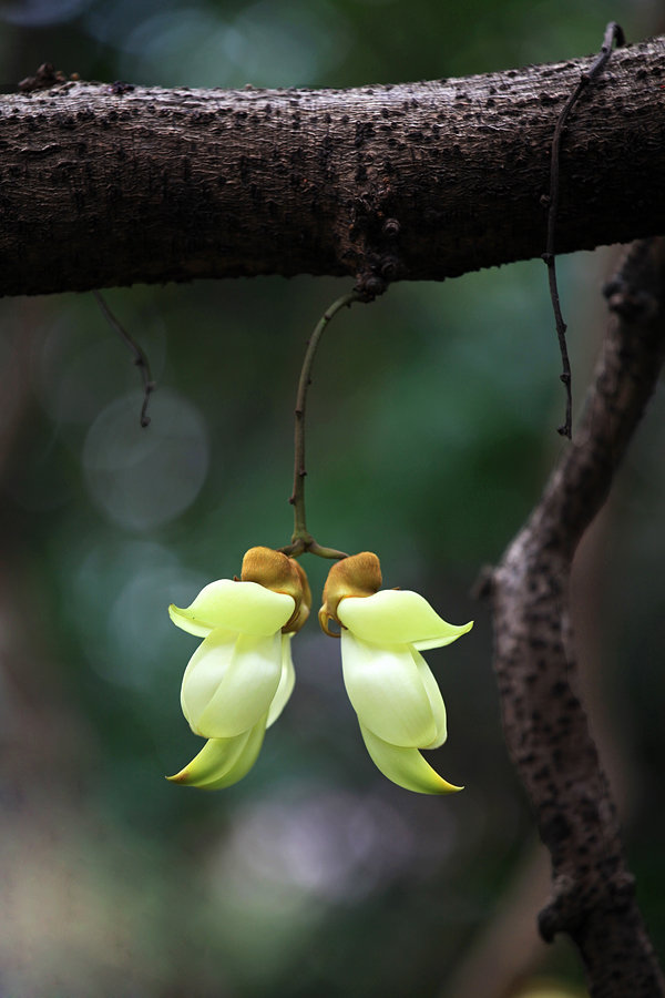 禾雀花