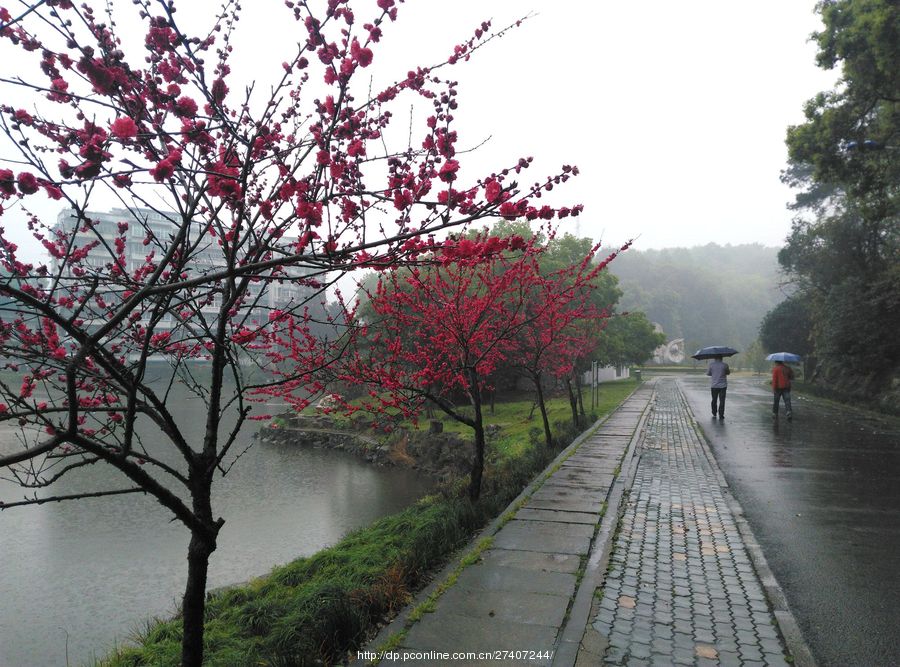 雨中即景