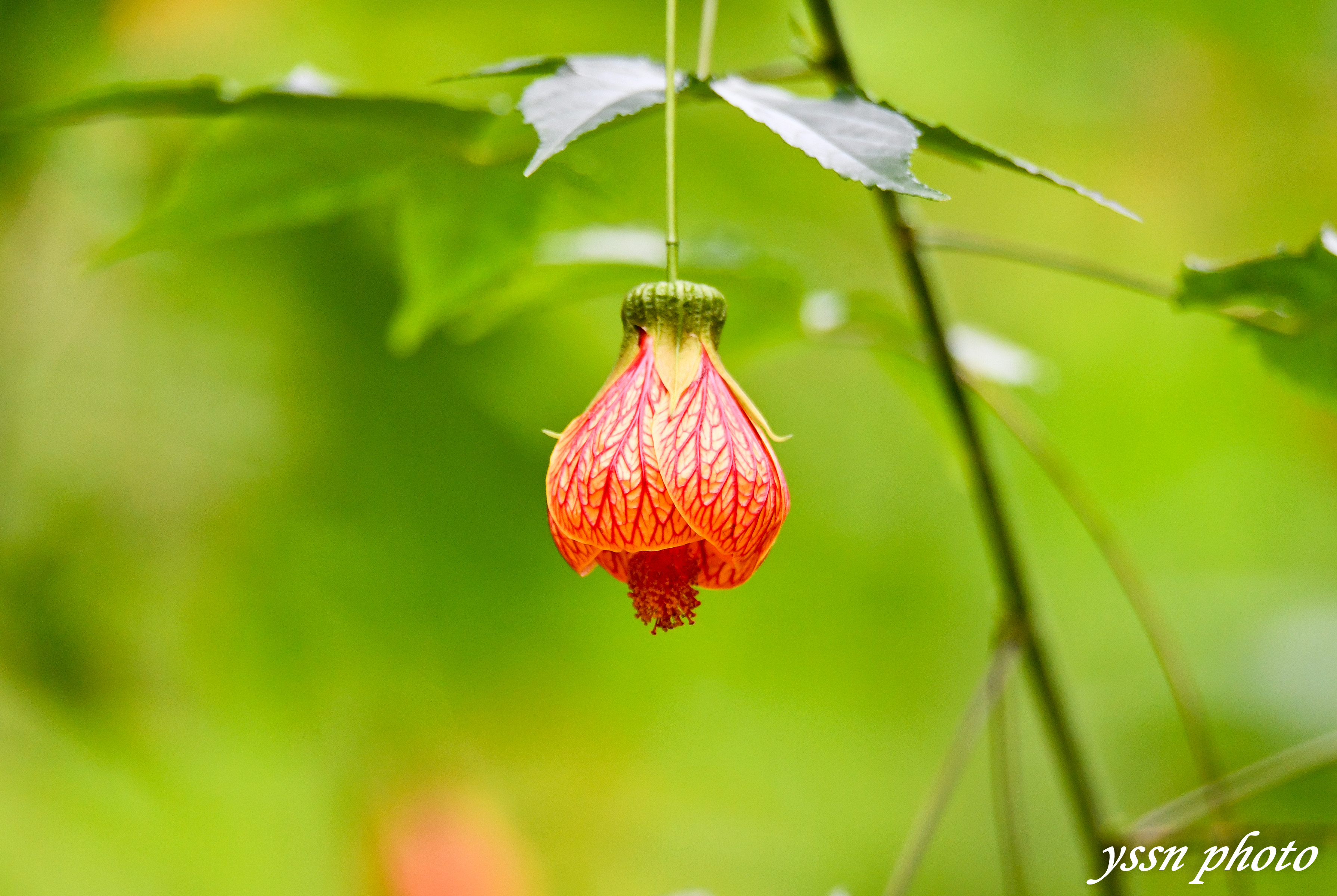 风铃花