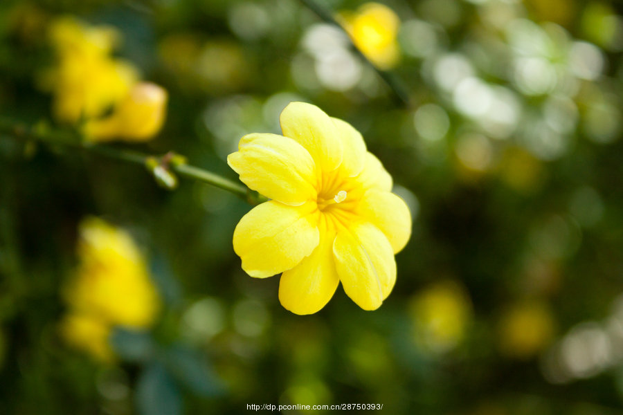 迎春花