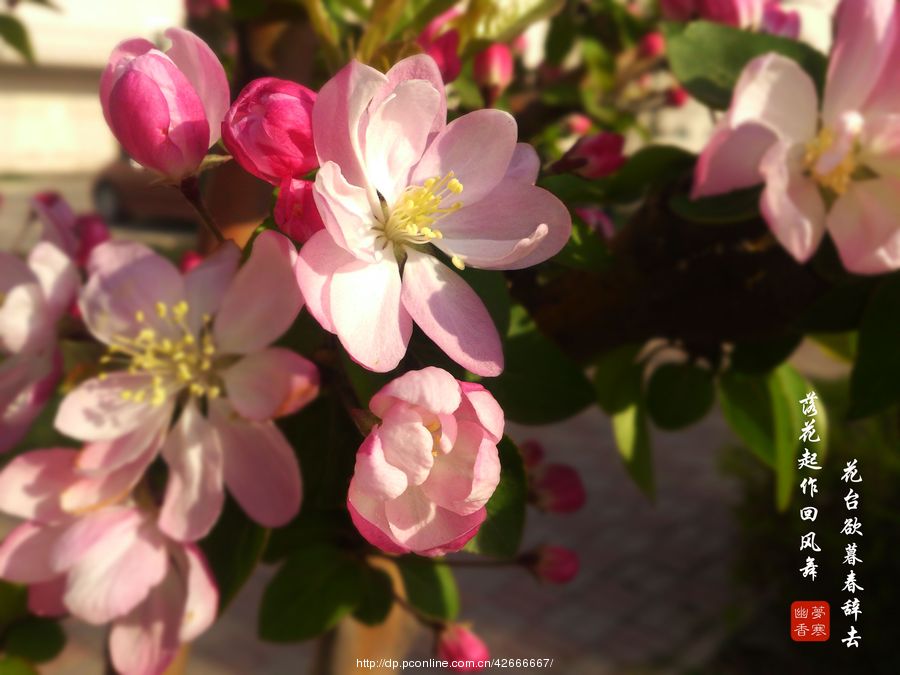 【芳菲四月,繁花似锦摄影图片】生态摄影_太平洋电脑网摄影部落