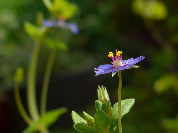 蓝花琉璃繁缕