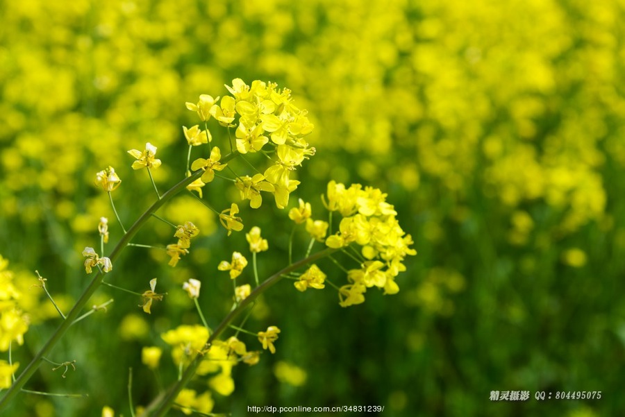 油菜花