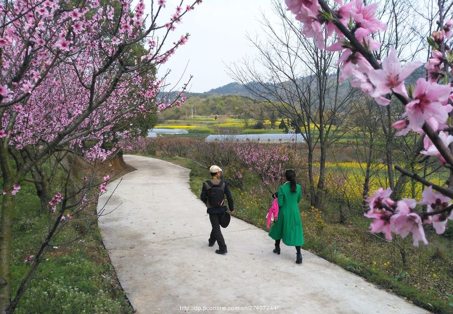 桃花谷观赏桃花