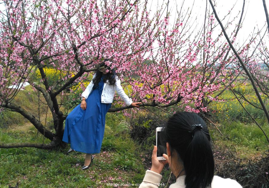 桃花谷观赏桃花