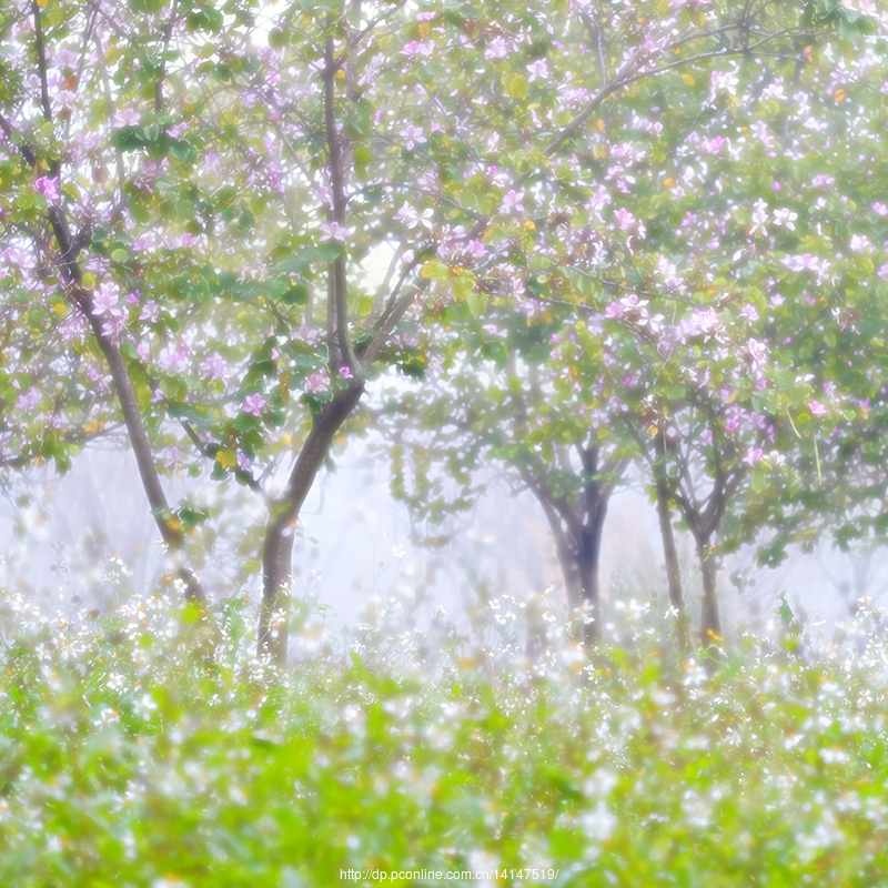 【广州的三月 春光明媚摄影图片】风光旅游摄
