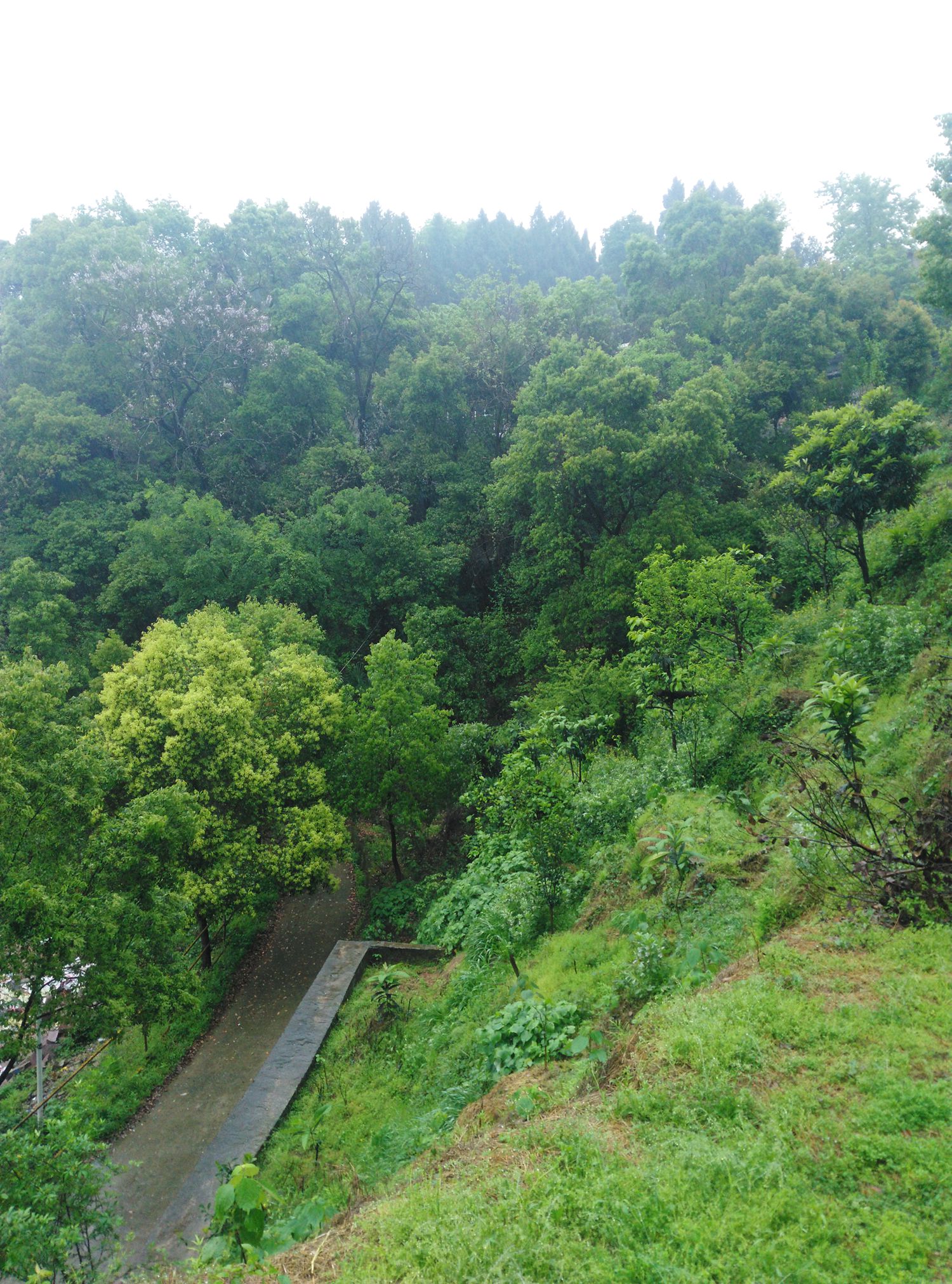 雨中漫步盘龙山