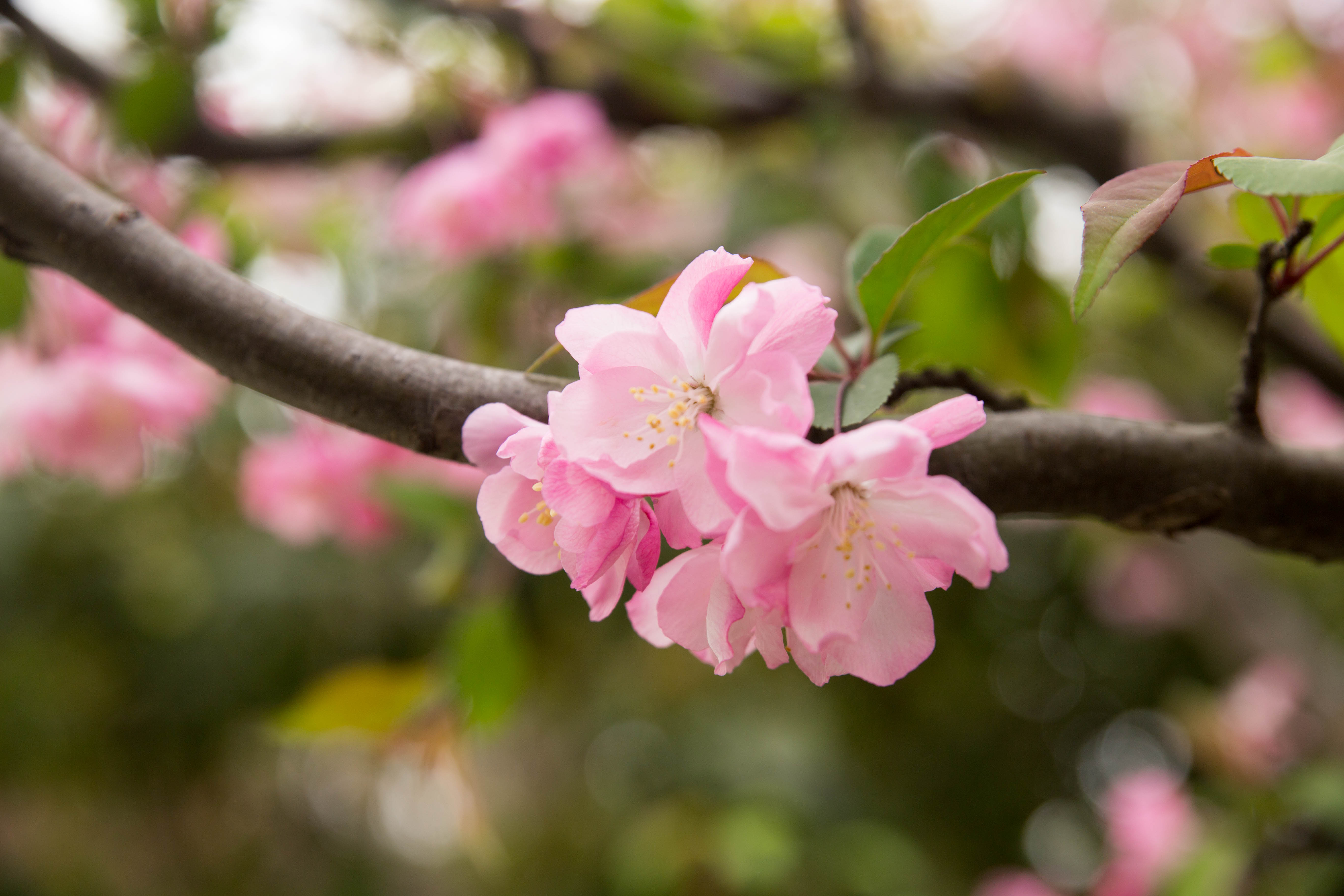 春天里的花朵