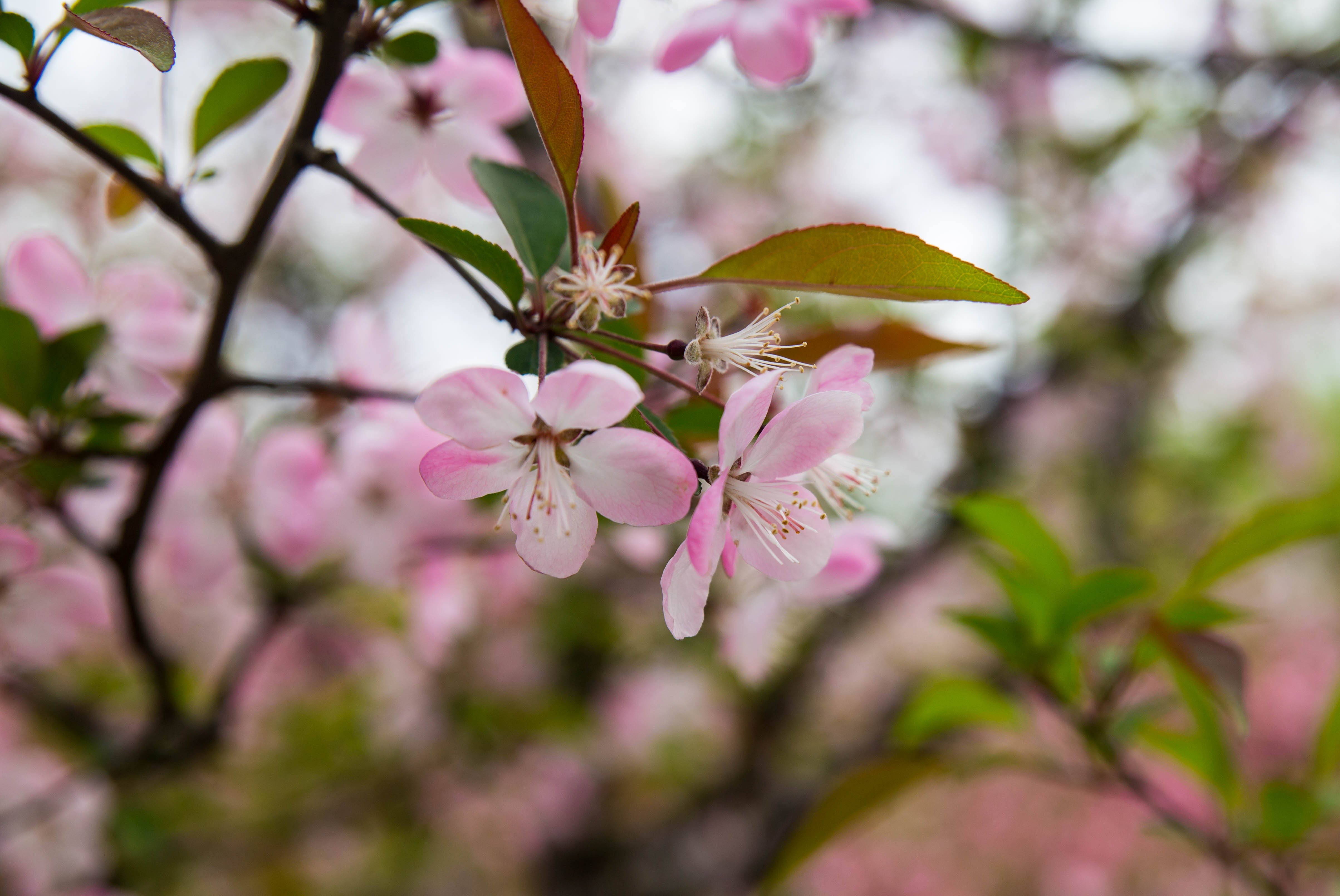 春天里的花朵