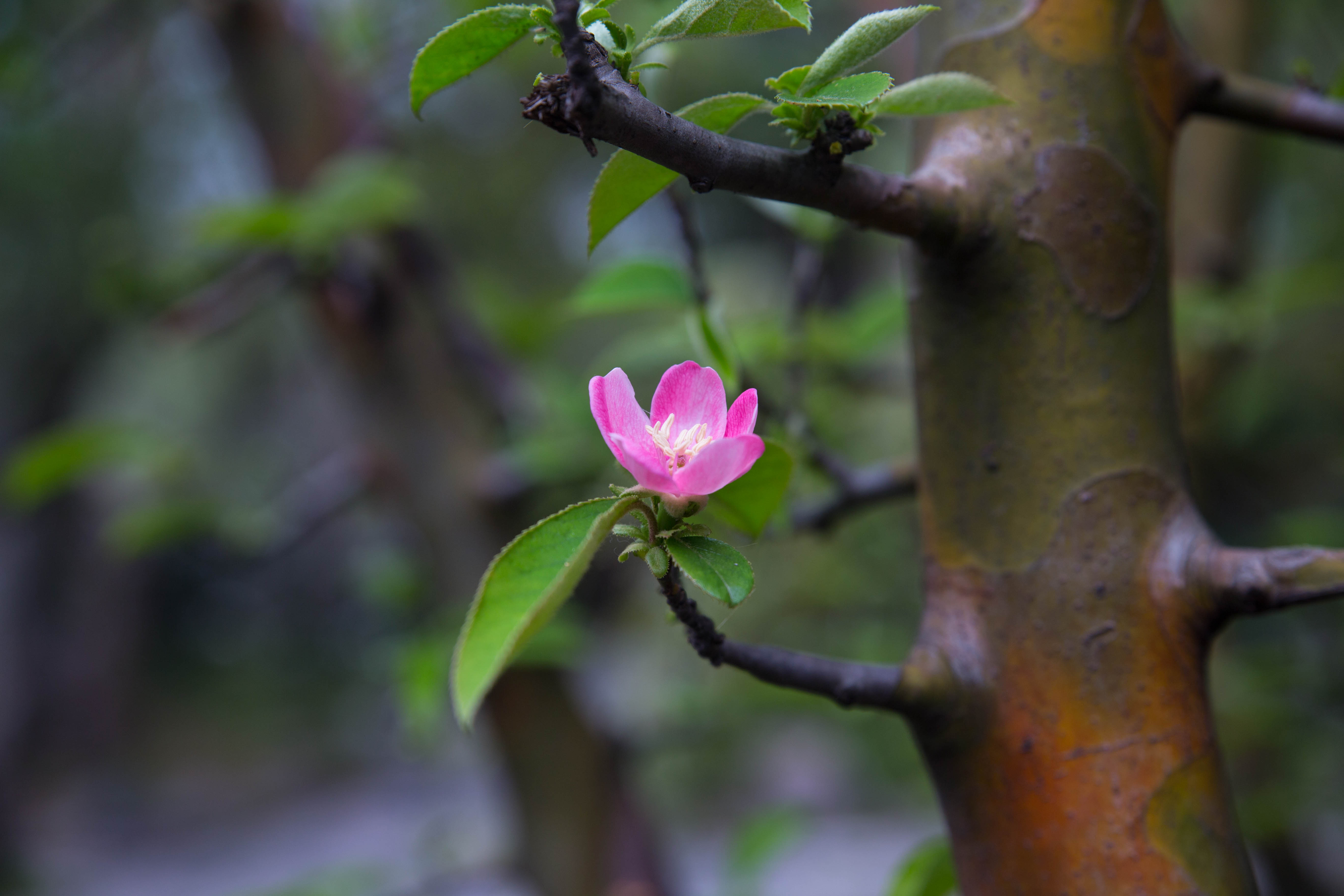 春天里的花朵