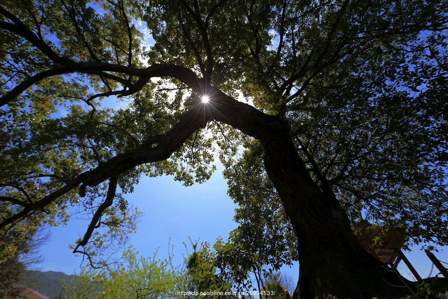 【好大一棵树摄影图片】风光旅游摄影