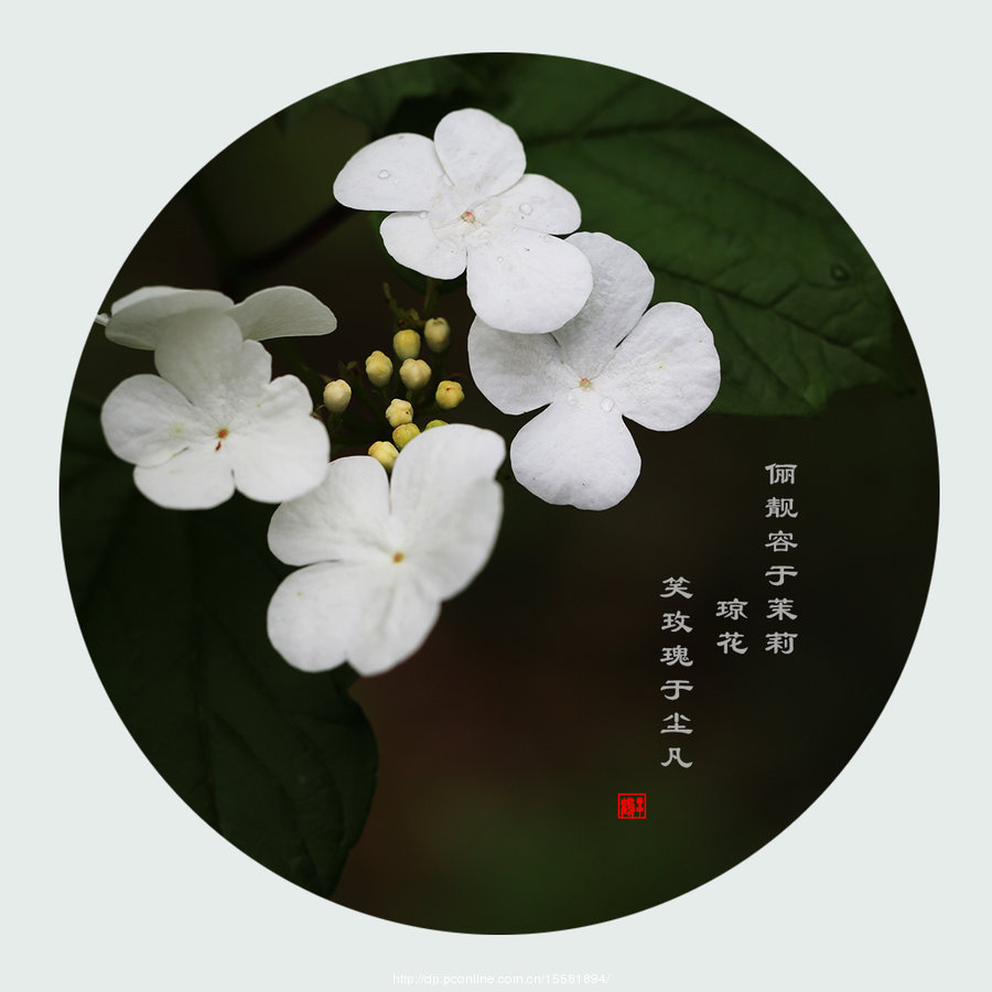 琼花