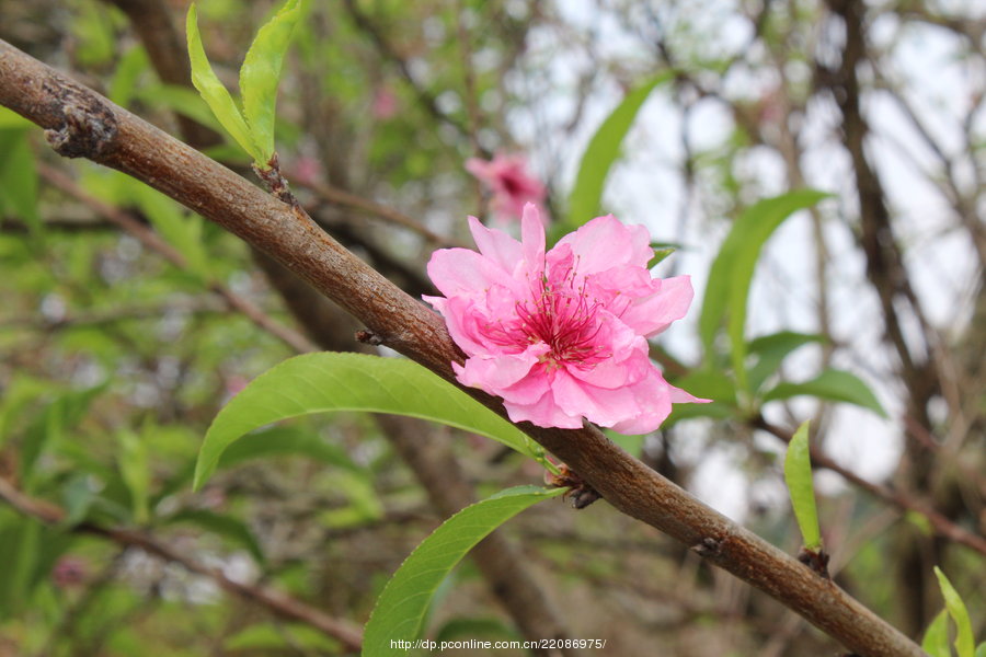 【广东汕头澄海雍景山庄摄影图片】汕头市澄海
