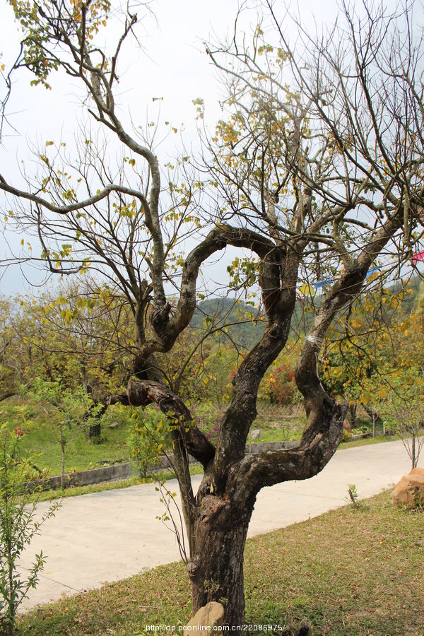 【广东汕头澄海雍景山庄摄影图片】汕头市澄海