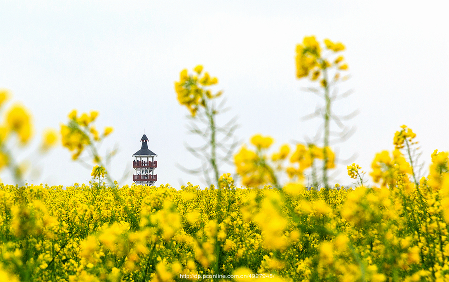 千垛油菜花海 (共p)