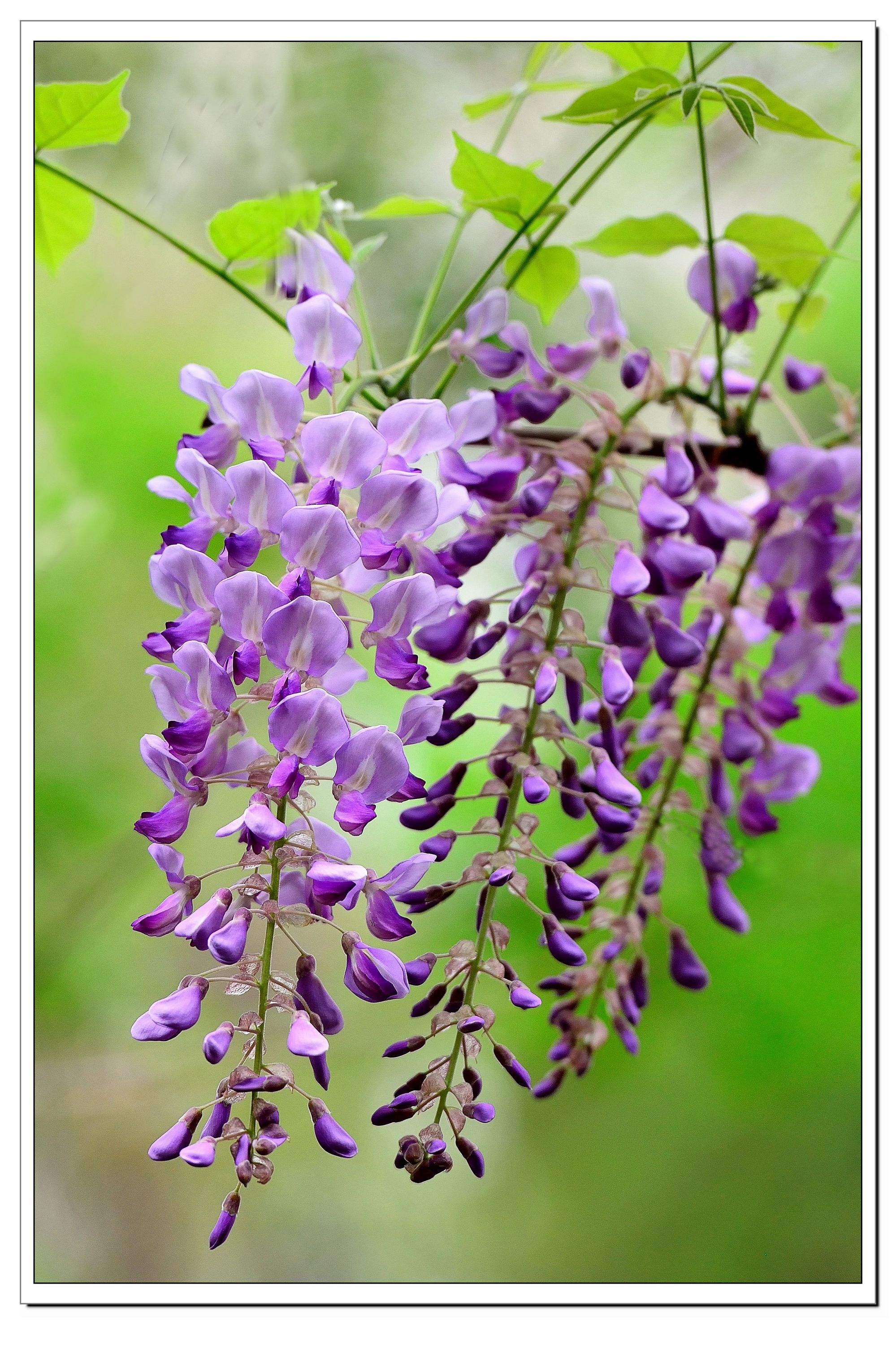 紫藤花正盛开，爱赏花、拍花的朋友莫错过|紫藤花|特写|背景_新浪网