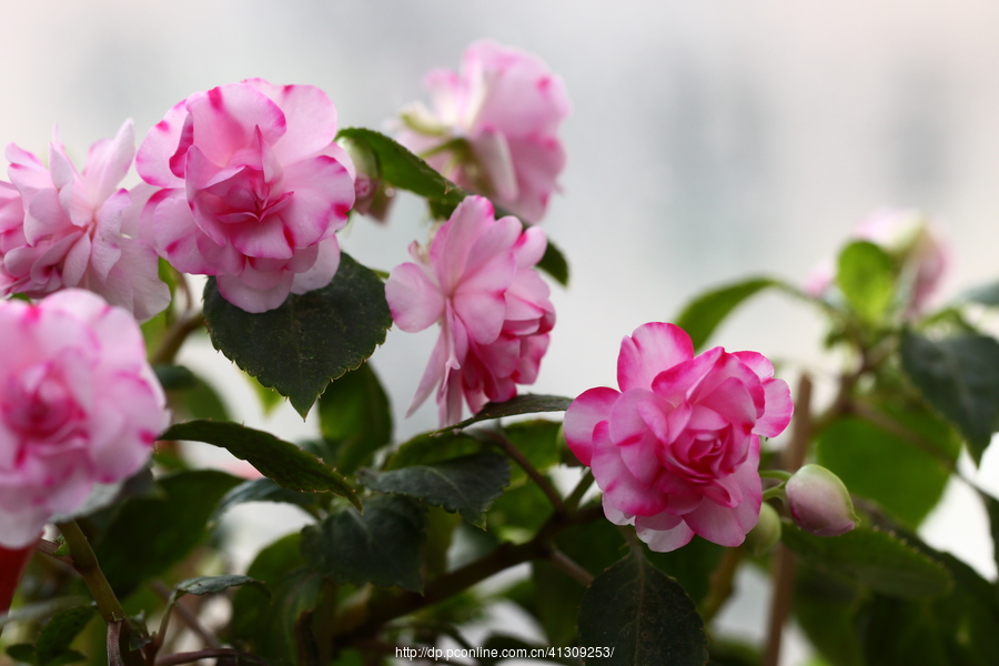 水梅花