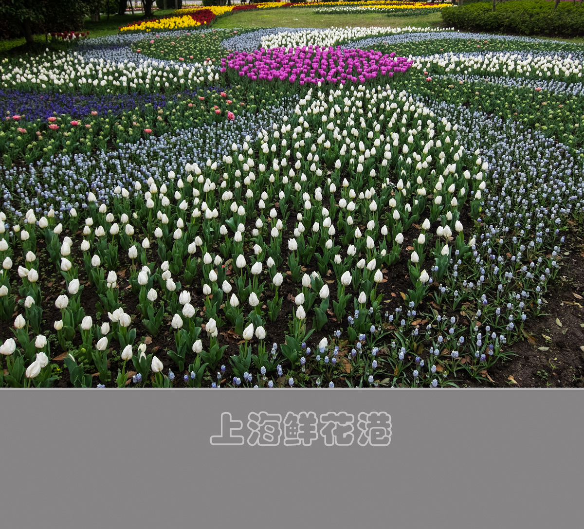 上海鲜花港