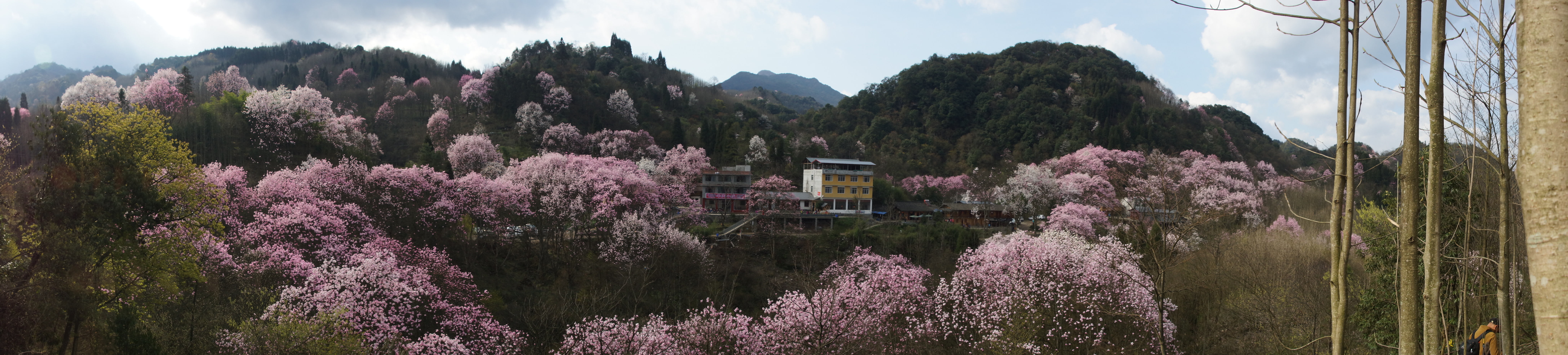 吴家后山赏辛夷