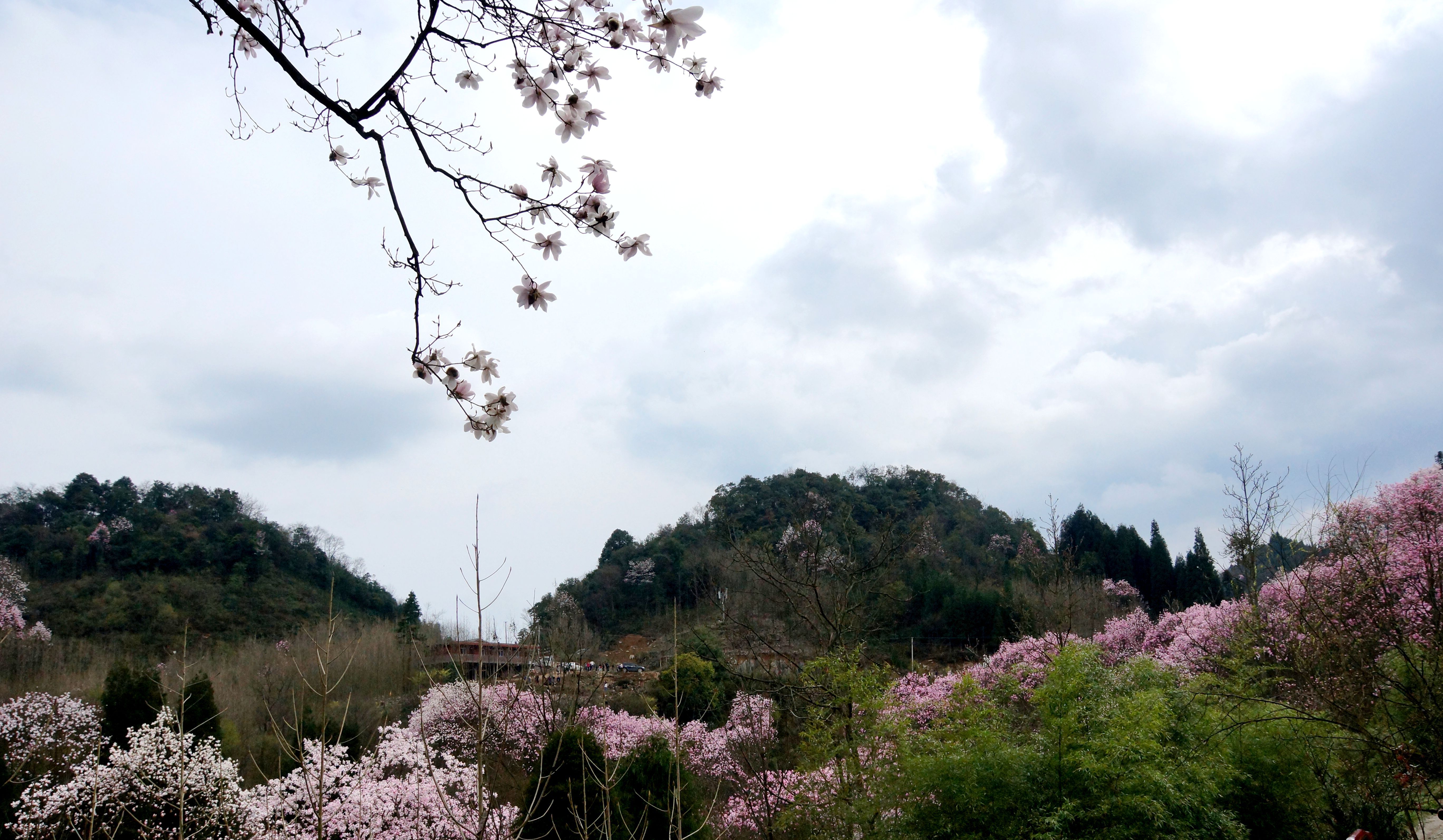 吴家后山赏辛夷