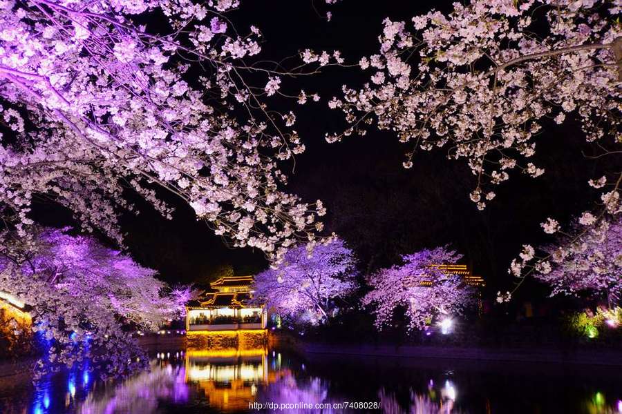 鼋头渚夜赏樱花