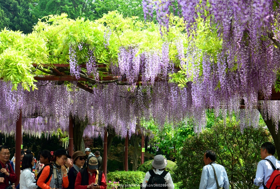 (实拍组图)紫藤花与女人-2017嘉定紫藤花节纪实之一