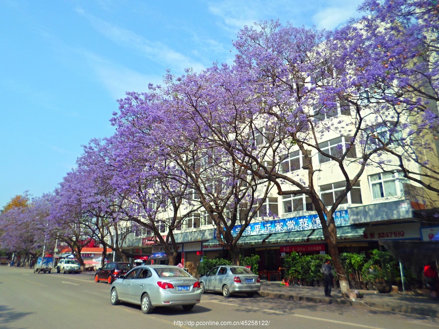 西昌蓝花楹