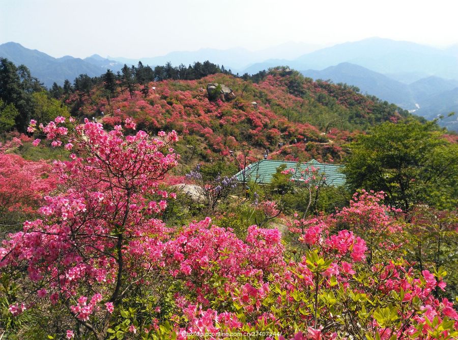 漫山遍野杜鹃花