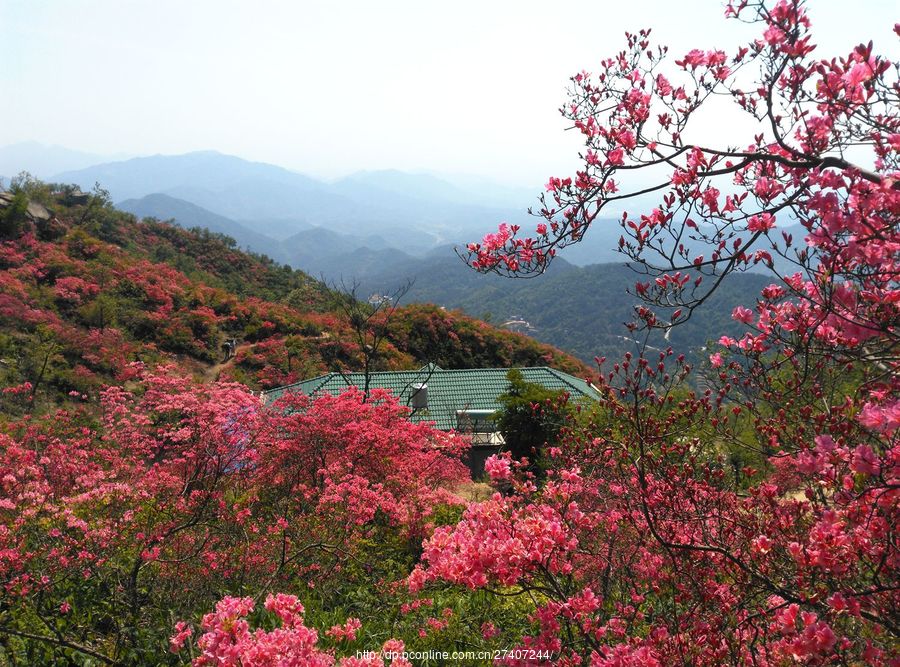 漫山遍野杜鹃花