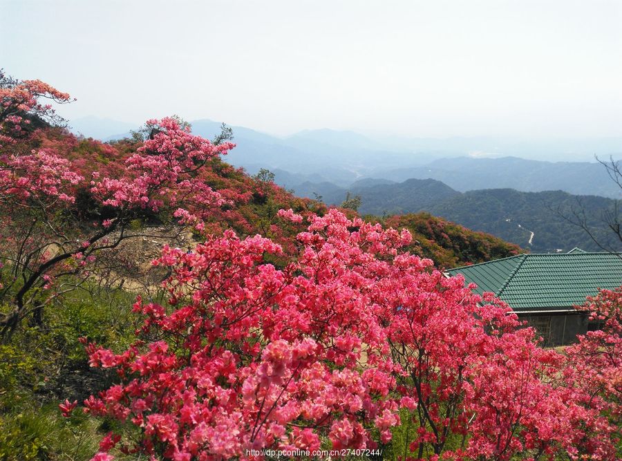 漫山遍野杜鹃花