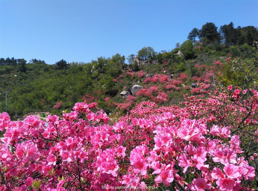 漫山遍野杜鹃花