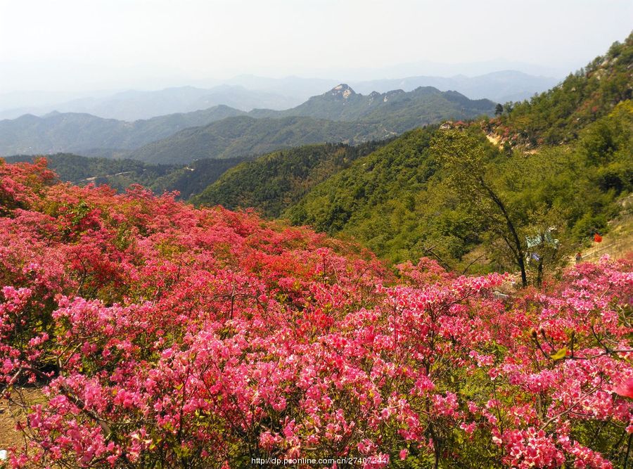 漫山遍野杜鹃花