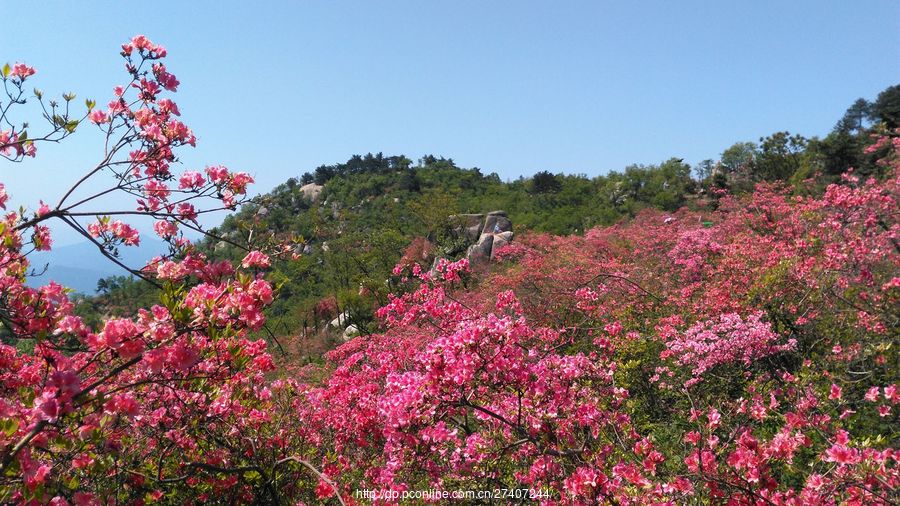 漫山遍野杜鹃花