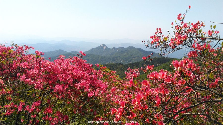 漫山遍野杜鹃花