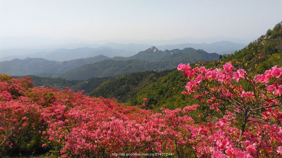 高山杜鹃红艳艳