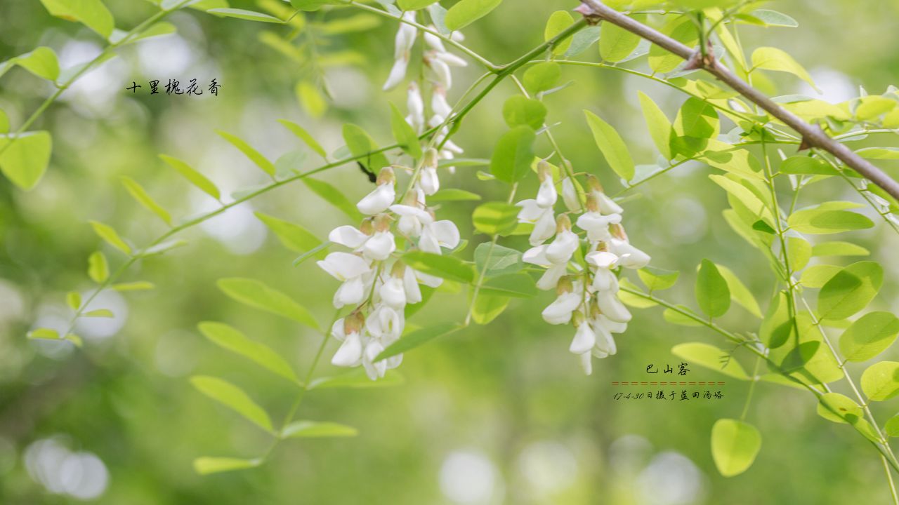 【十里槐花香摄影图片】生态摄影_巴山客_太平洋电脑