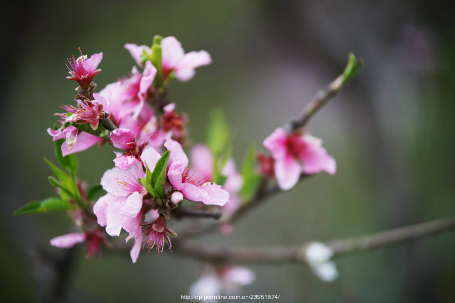 春暖花开