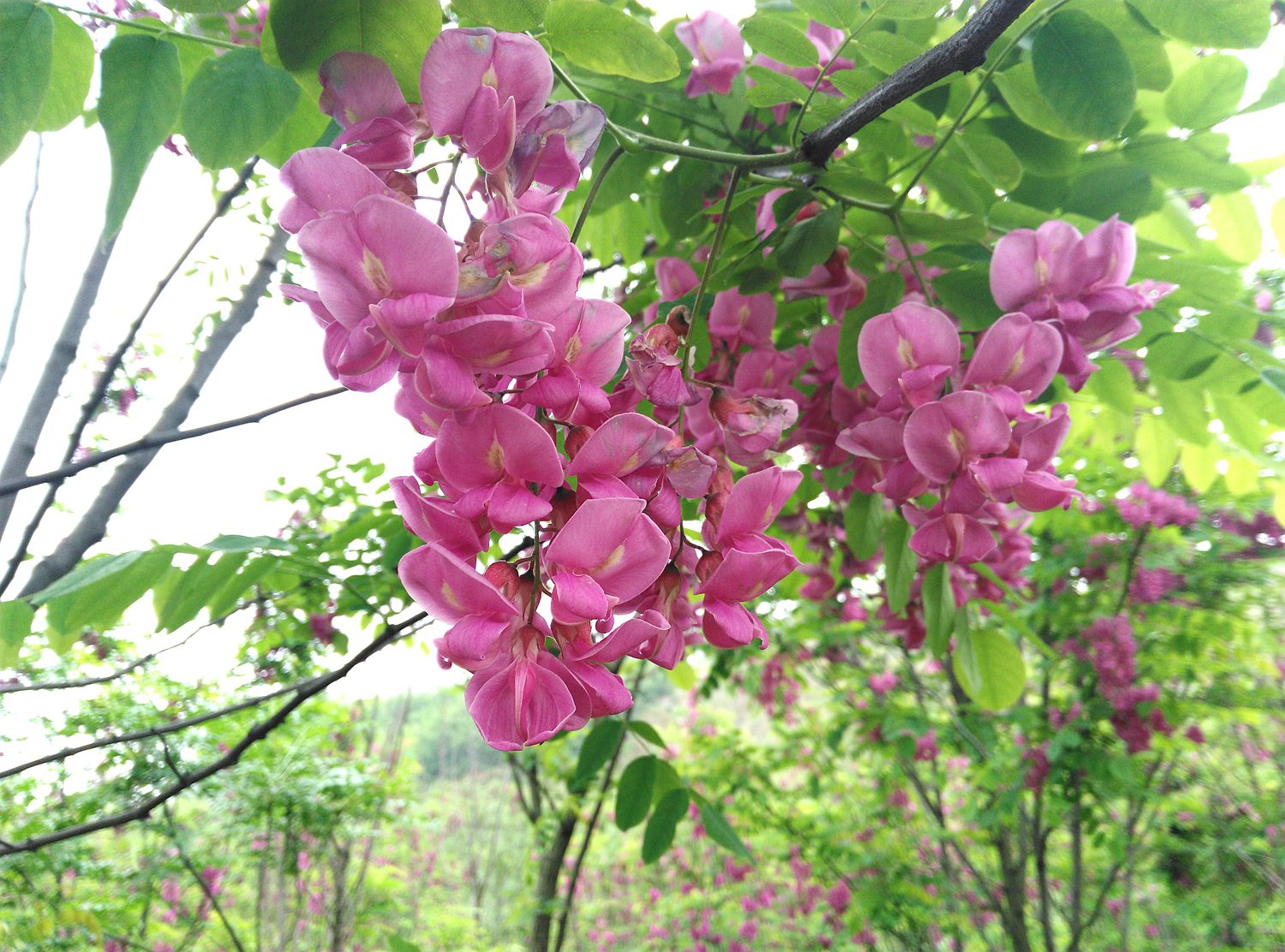 紫花槐