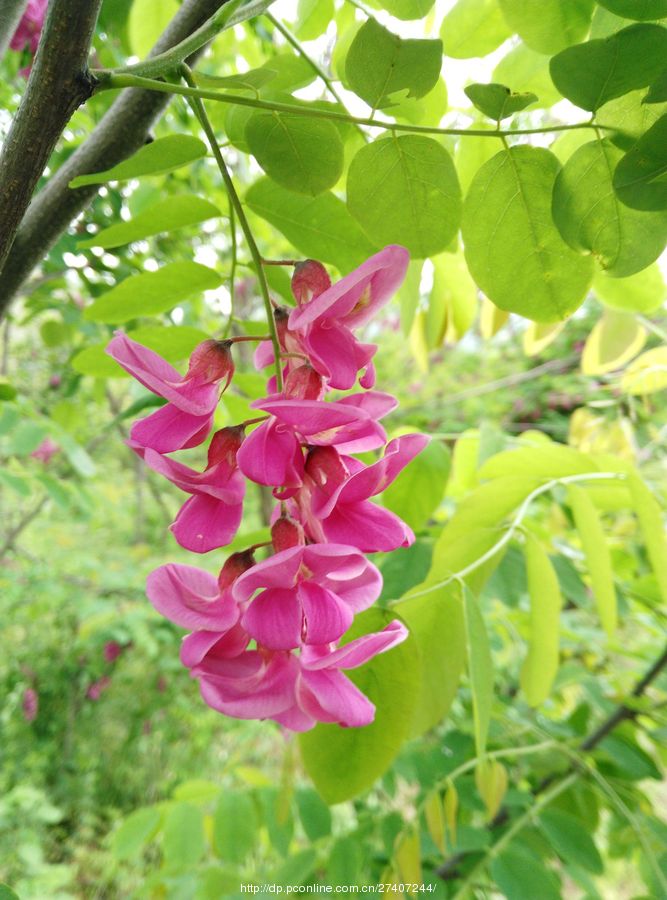 紫花槐