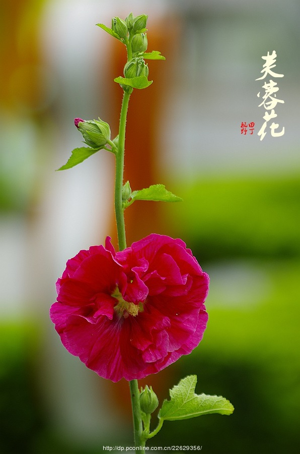 摄影部落