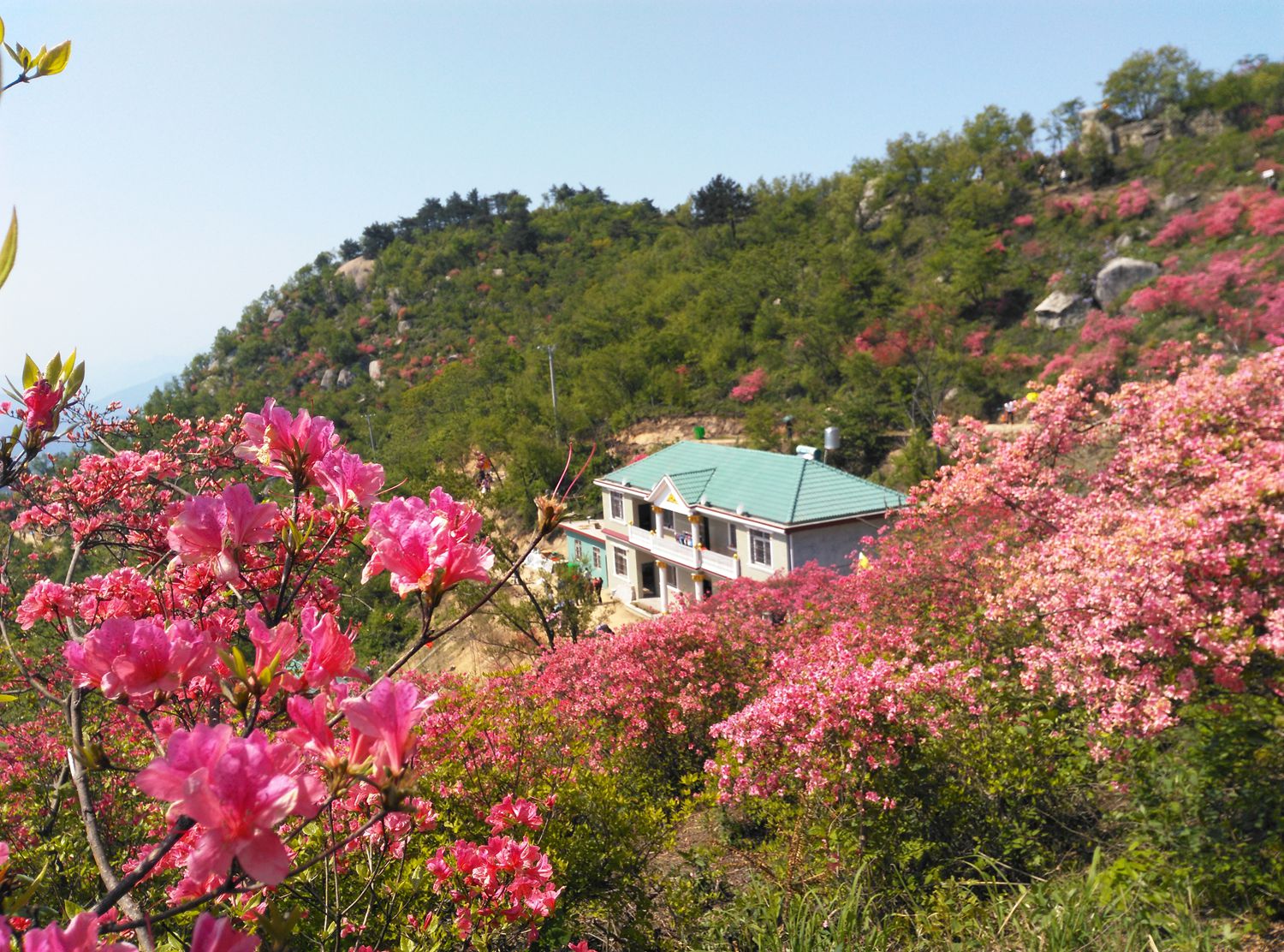 罗田黄狮寨杜鹃花海