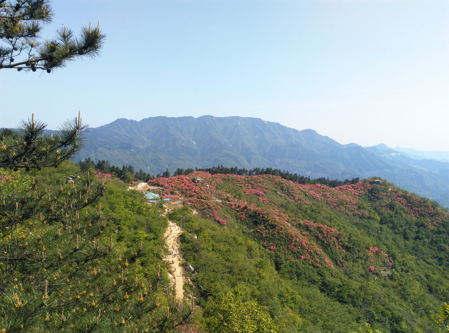 罗田黄狮寨杜鹃花海