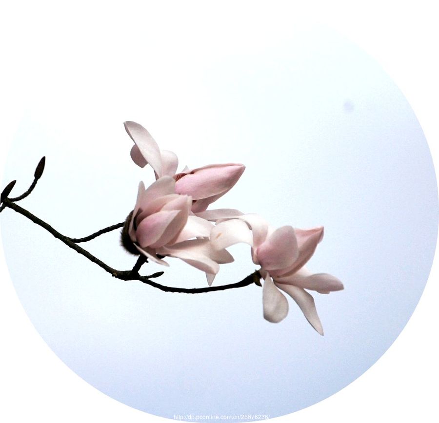 辛夷花